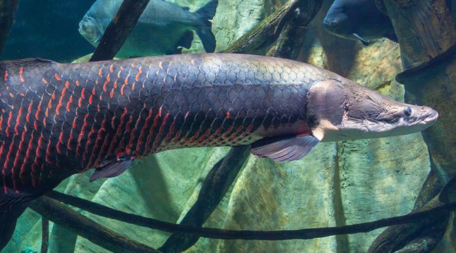 Бразильская арапаима Тропическая пресноводная рыбка одна из самых крупных пресноводных в мире Эта хищница питается не только рыбой но и мелкими животными пришедшими на водопой