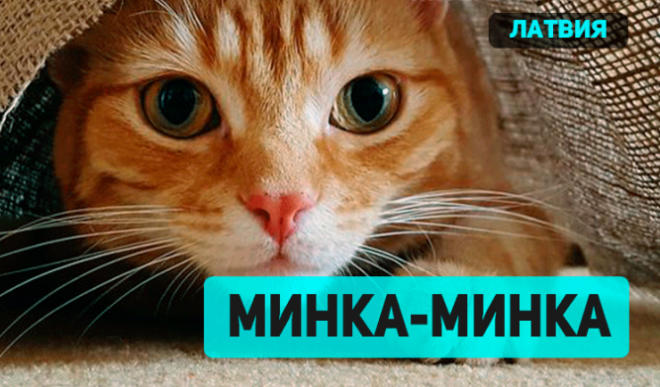 Забавная подборка о том как подзывают кошек в разных странах