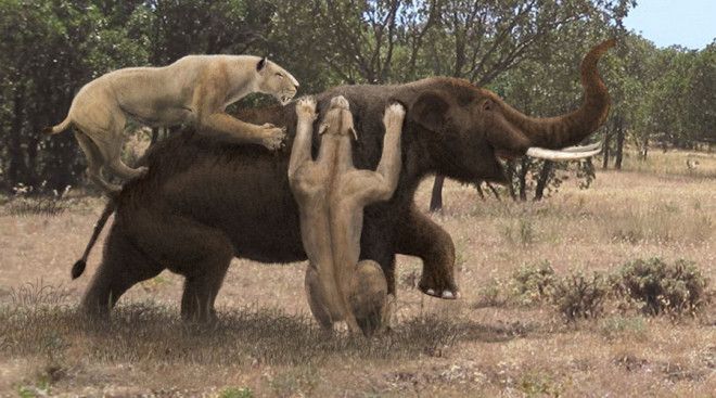 Мегистотерий Название Megistotherium osteothlastes произошло от древнегреческого μέγιστος θηρίον, что можно перевести как «величайший зверь». Это один из самых крупных хищников-млекопитающих, когда-либо существовавших на Земле. В холке мегистотерий достигал двух метров, вырастая до четырех метров длиной.