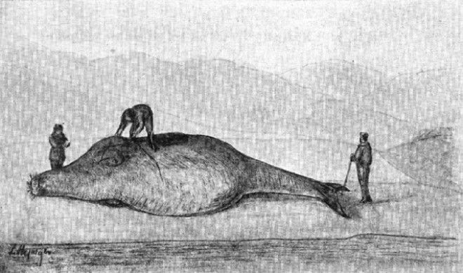 Немецкий естествоиспытатель Георг Вильгельм Стеллер не догадывался что его морская корова исчезнет уже через 200 лет после открытия и миф о морских людях сыграл в их истреблении далеко не последнюю роль
