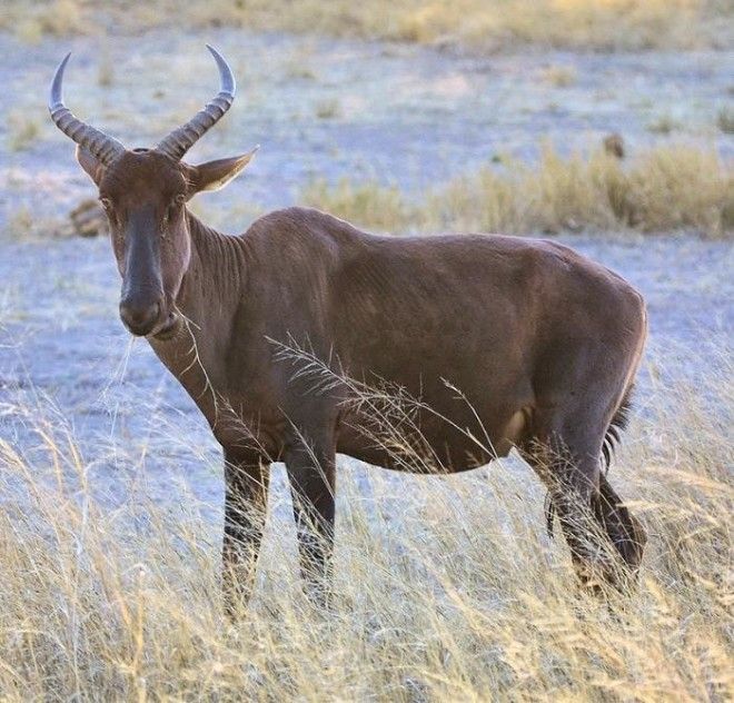 Североафриканская коровья антилопа животные интересное природа человек