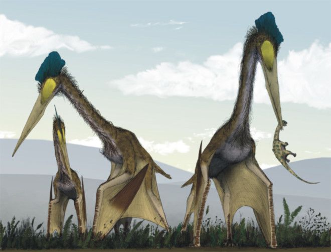 Кетцалькоатль Крупнейший из всех известных науке птерозавров. Он обладал настолько развитыми мускулами, что мог взлетать прямо с места, без разбега. Кроме того, есть предположения, что кетцалькоатль был самым настоящим вампиром, высасывающим кровь своих жертв.