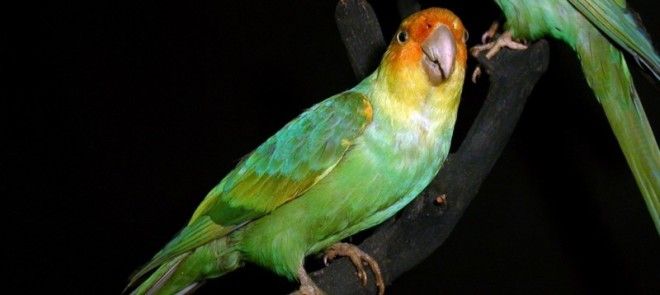 Каролинский попугай животные интересное природа человек