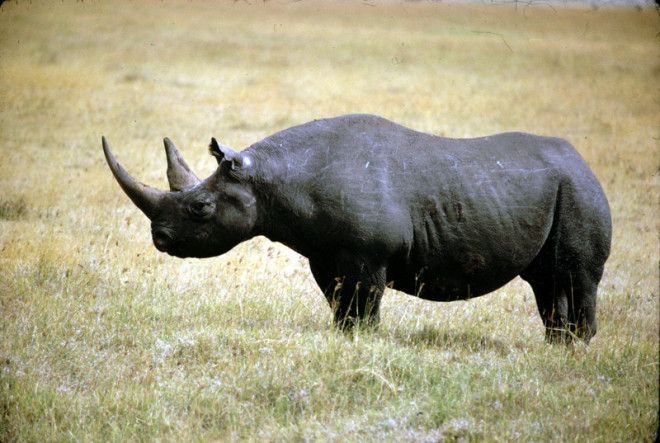 Западный черный носорог животные интересное природа человек