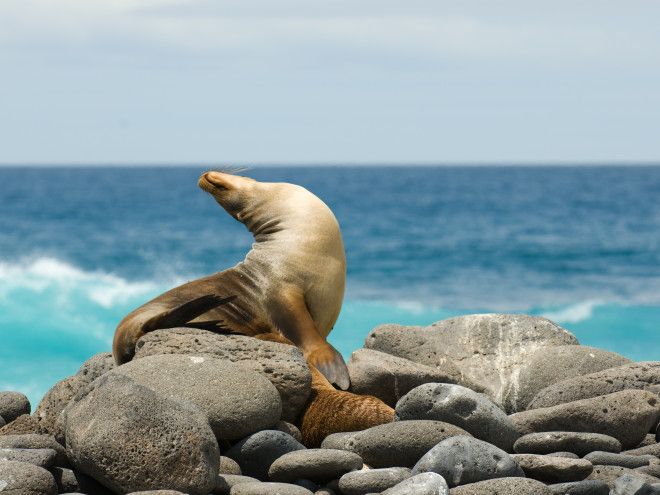sea lion galapagos islands ecuador