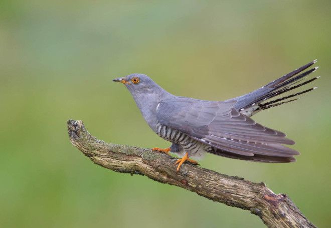 10 птиц с самыми необычными защитными механизмами защита птицы