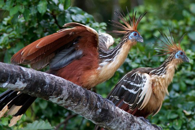 10 птиц с самыми необычными защитными механизмами защита птицы