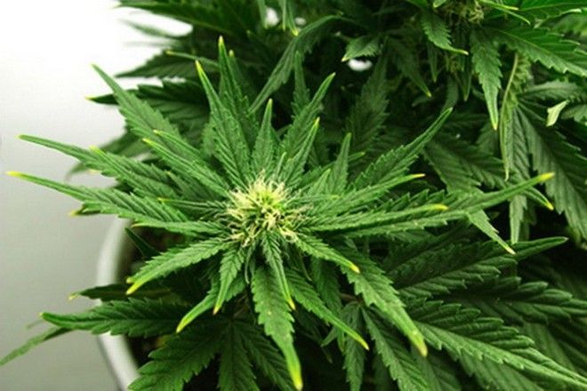 Смертельная доза марихуаны 650 кг весёлой травы
