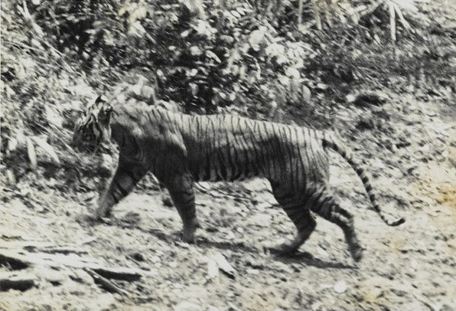 Яванский тигр животные интересное природа человек