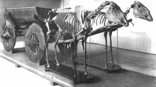 Повозка запряженная лошадьми Археологическая находка из кургана в Осеберге Фото pinterestcom