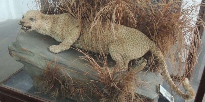 Занзибарский леопард животные интересное природа человек