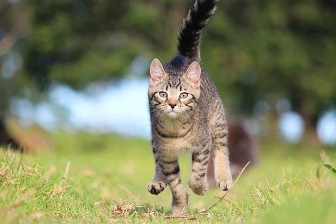 20 фактов о кошачьих которые вы 100 не знали