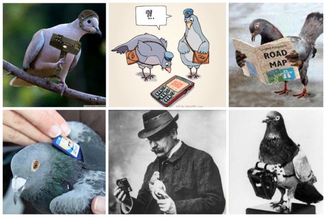 Загадка века Как почтовые голуби находят дорогу