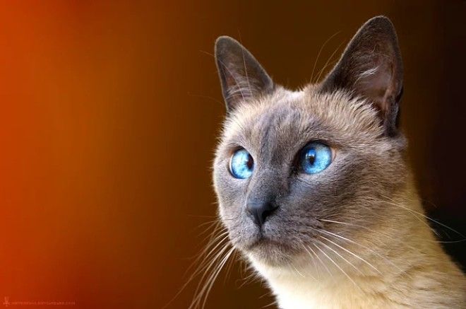 20 фактов о кошачьих которые вы 100 не знали