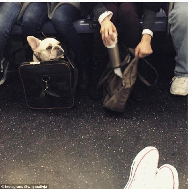 Как хитрые ньюйоркцы обходят запрет на провоз собак в метро