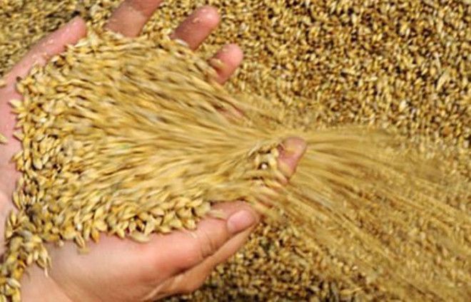 Пшеничный дождь Испания 1804 В те времена на юге Испании как раз был жуткий неурожай так что местные жители сочли дождь из пшеницы просто чудом господним Впоследствии выяснилось что сильный муссон разрушил склады в Северной Африке и перенес пшеницу