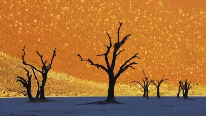 Высохшие остовы деревьев в прибрежной африканской пустыне Намиб