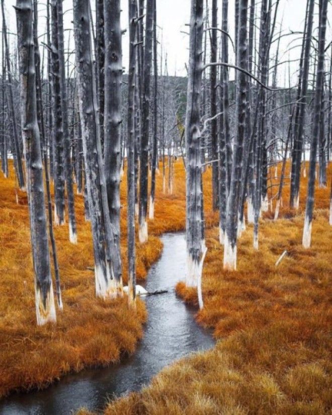 Осенние деревья в Национальном парке Йеллоустон в Вайоминге США