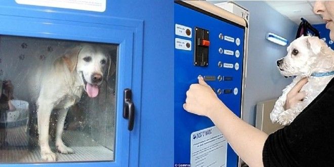 20 Мойка для собак вендинговый аппарат торговые автоматы фото