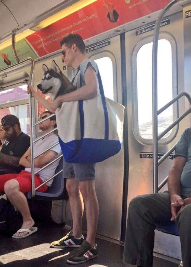 Как хитрые ньюйоркцы обходят запрет на провоз собак в метро