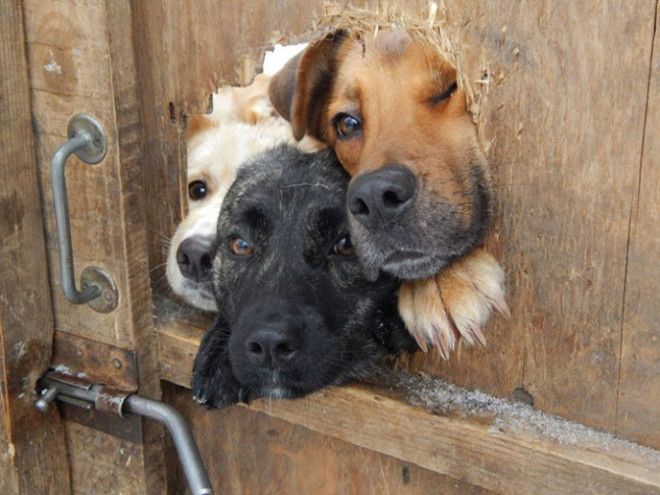 funny-dogs-sticking-heads-through-fences-20-57a2ff01dac31__700