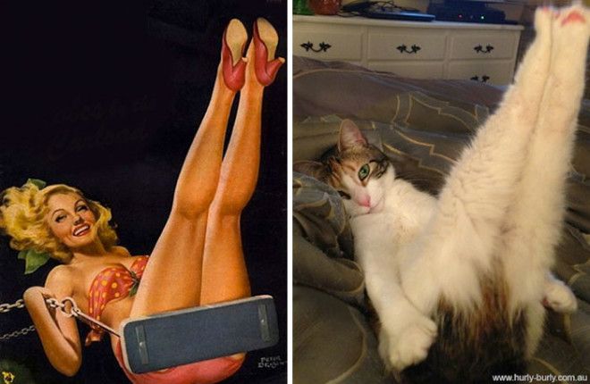 30 потрясающих кошек которые позируют лучше девушек
