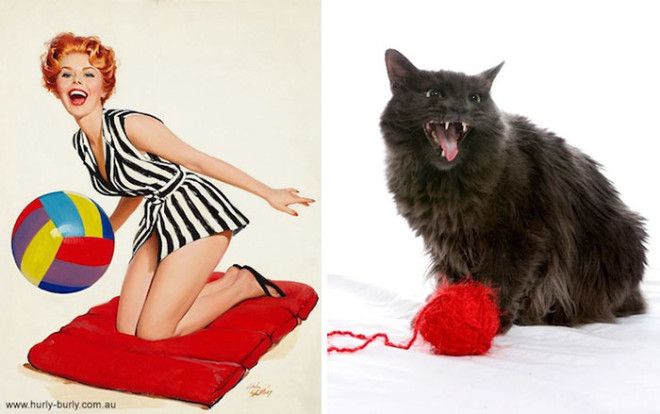 30 потрясающих кошек которые позируют лучше девушек