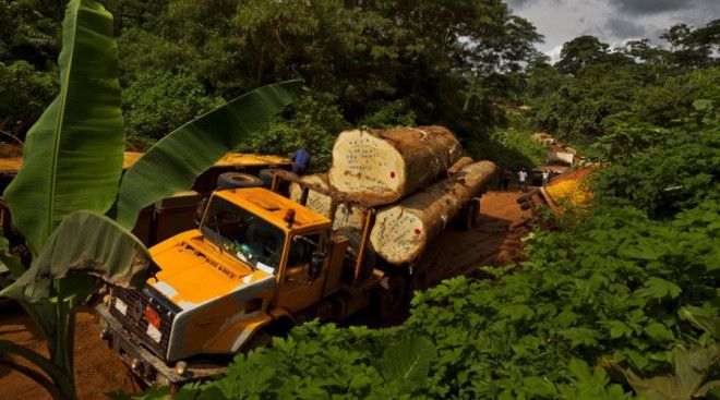 Впадина Конго На территории так называемой Впадины Конго сейчас растет второй по величине тропический лес в мире. Но вряд ли он сохранится до начала XXII века. Каждый год уничтожается около 3,7 миллионов акров. Специалисты Всемирного африканского регионального фонда дикой природы винят в происходящем безудержную эксплуатацию нефти и горной промышленности и, конечно же, лесозаготовки.