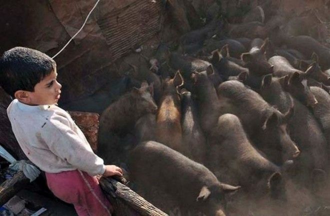Заббалин одно из немногих мест в Каире где можно купить свинину