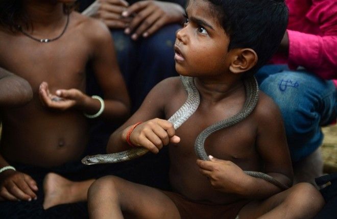 Нагапанчами индуистский праздник когда все вместо работы умасливают змей