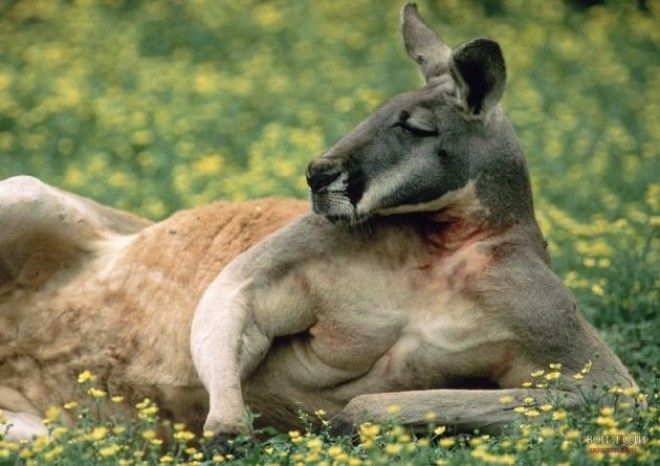 Почему в Австралии такие странные животные