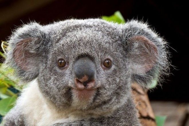 Почему в Австралии такие странные животные