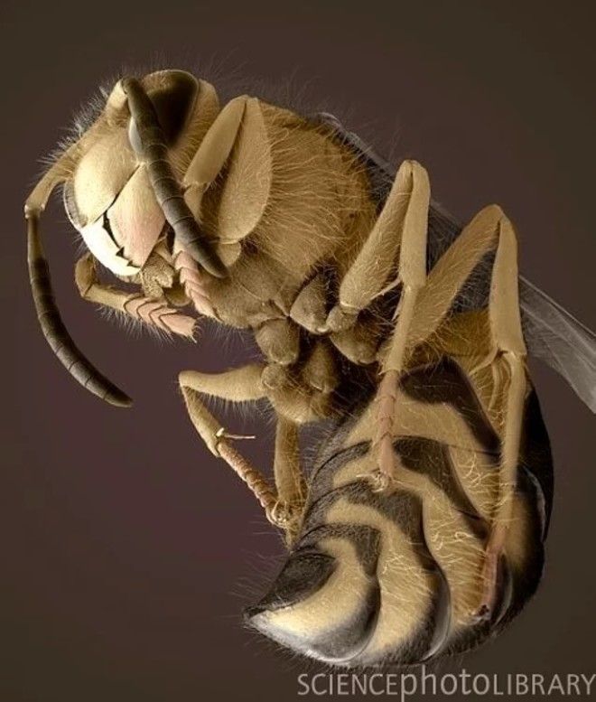 18 фото насекомых под микроскопом которые выглядят невероятно жутко