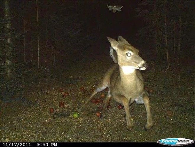 12 жутких кадров с охотничьих камер наблюдения и вы не захотите идти в лес