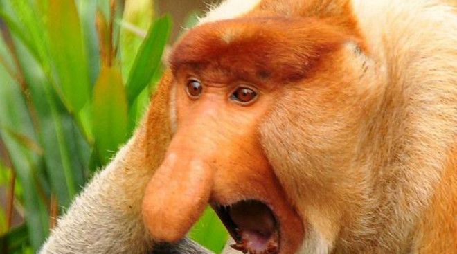 Обезьянаносач Из всех автомобилей предпочитает заниженные приоры Этот нос обезьяне вообще не оченьто нужен он выполняет только одну функцию приманивает самок Типа чем больше нос тем лучше