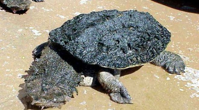 Бахромчатая черепаха Матамата мастер камуфляжа Ее голова и шея покрыты острыми наростами изза которых черепаха выглядит жутким мутантом