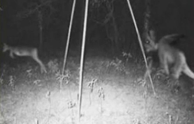 12 жутких кадров с охотничьих камер наблюдения и вы не захотите идти в лес
