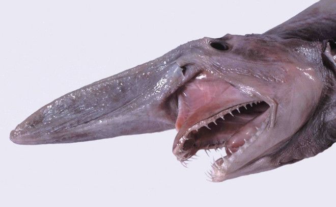 Акулагоблин Самая уродливая акула в списке Три метра в длину острые и загнутые как рыболовные крючки зубы в кого интересно планировало эволюционировать это создание