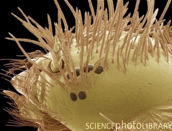 18 фото насекомых под микроскопом которые выглядят невероятно жутко