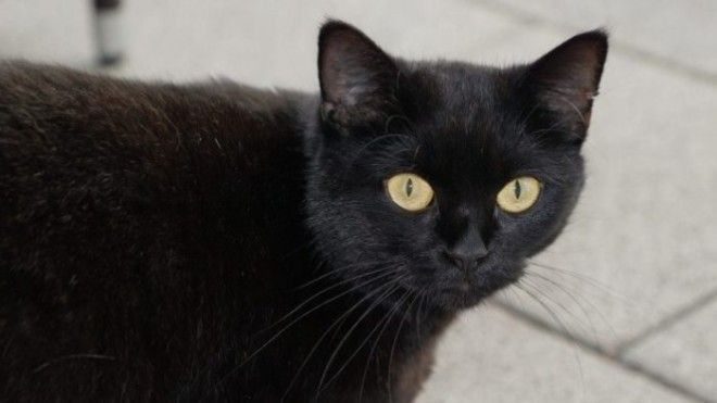 Черная кошка символ невезения Фото historicmysteriescom