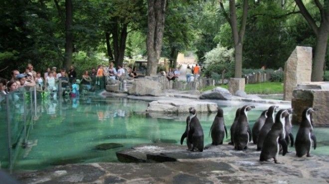 Главный зоопарк в Чешской республике и один из самых крупных на территории Европы может похвастаться не только разнообразием животных но и собственной аллеей звезд