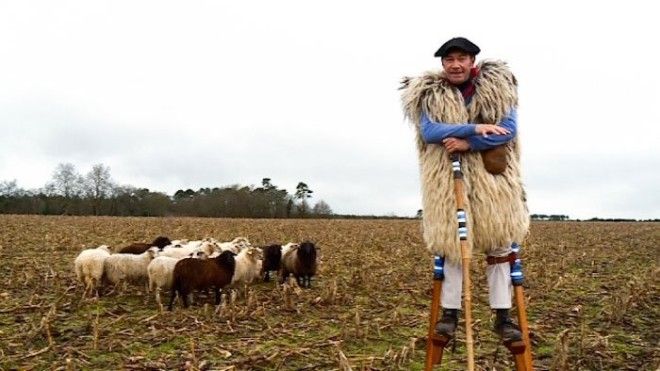 Удивительные факты про Пастухов на ходулях образ которых знаком каждому