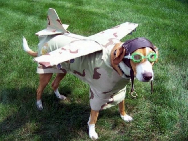 Собака в костюме самолета