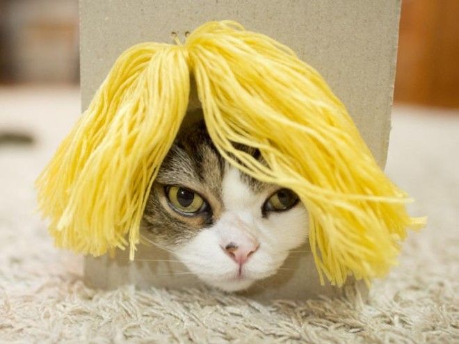 кот Мару кот в париках кот любит залазить в коробки