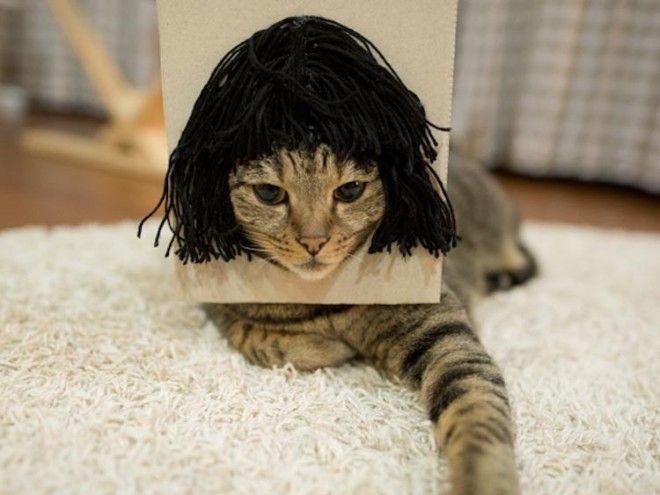 кот Мару кот в париках кот любит залазить в коробки