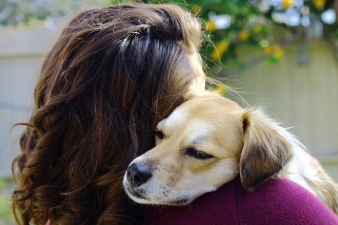 10 историй о том что преданней собаки нет никого