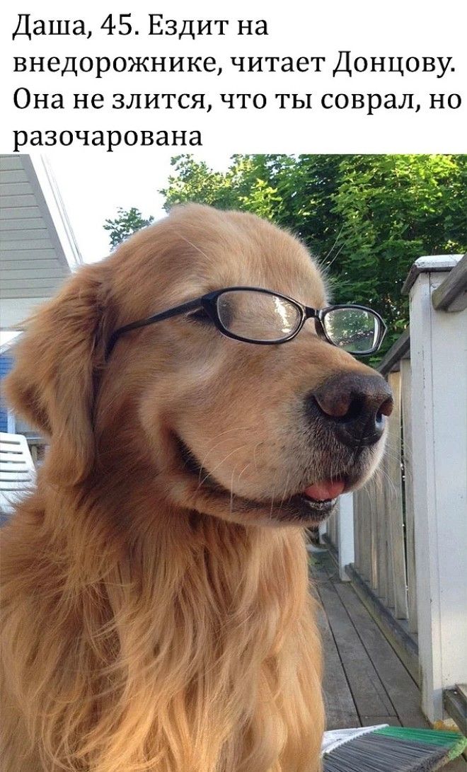 10 уморительных мемов с собаками которые напомнят вам коекого из знакомых
