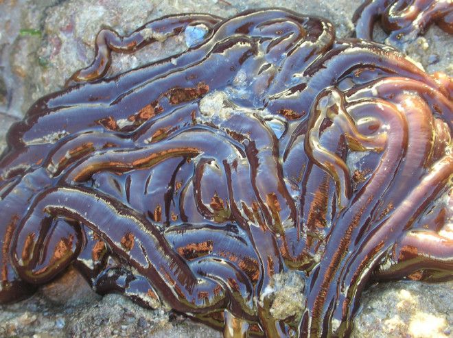 Самый большой червяк в мире и ещё 5 интереснейших фактов