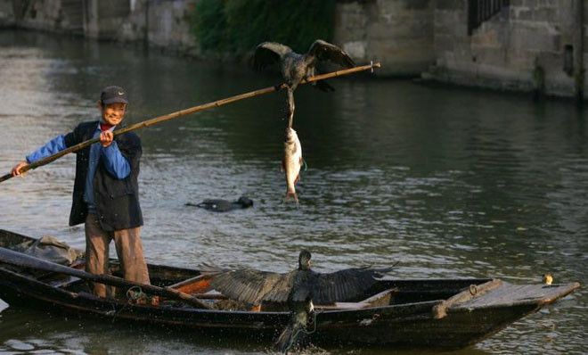 Китайская рыбалка с бакланами