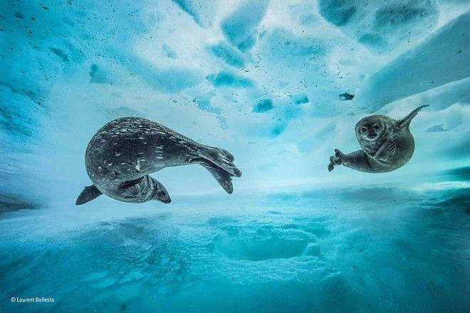20 лучших фотографий дикой природы 2017 которые вас и расстроят и обрадуют